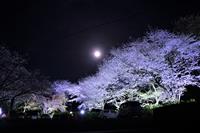 桜ヶ丘公園ライトアップ①
