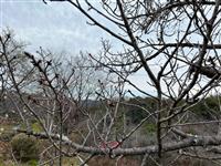 ②大島桜