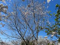 ひょうたん桜①