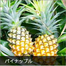 芸西村のパイナップル