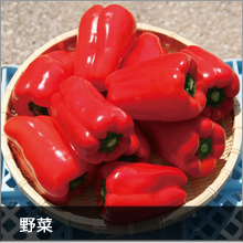 安心・安全な芸西村の野菜