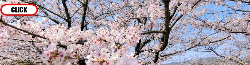 桜ヶ丘公園VR