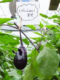 いらっしゃいナス