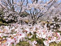 桜ヶ丘公園