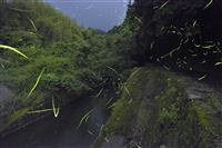 ホタル③