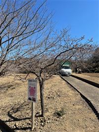 ①寒緋桜