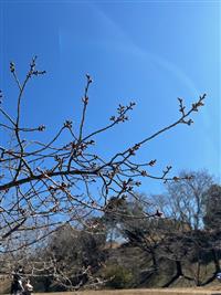 ②寒緋桜