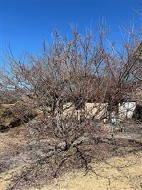 ①椿寒桜