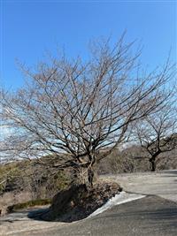 ①染井吉野 