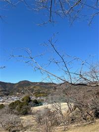 ②ひょうたん桜
