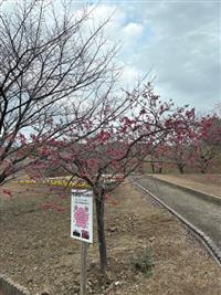 寒緋桜①