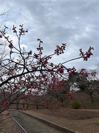 寒緋桜②