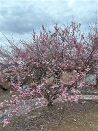 椿寒桜①