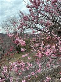 椿寒桜②