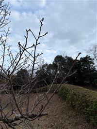 大島桜②