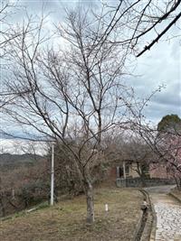 ひょうたん桜①