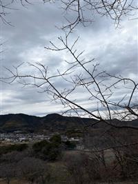 ひょうたん桜②