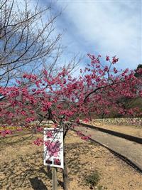 寒緋桜①