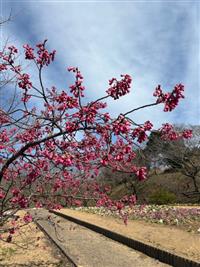 寒緋桜②
