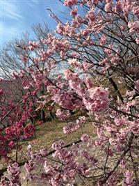 椿寒桜②