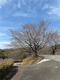 染井吉野①