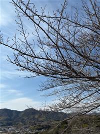 染井吉野②