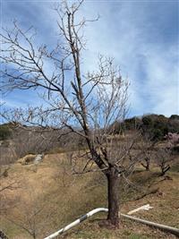 大島桜①