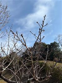 大島桜②