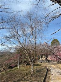 ひょうたん桜①