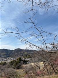 ひょうたん桜②
