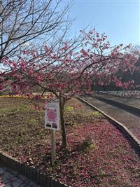 寒緋桜①