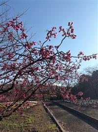 寒緋桜②
