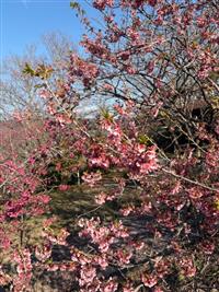 椿寒桜②
