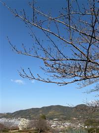 染井吉野②