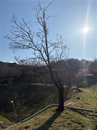 大島桜①