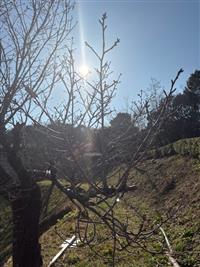大島桜②
