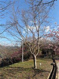 ひょうたん桜①