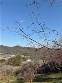 ひょうたん桜②
