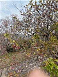 椿寒桜②
