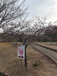 寒緋桜①