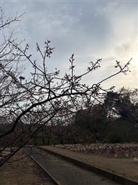 寒緋桜②