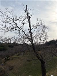 大島桜①