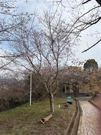 ひょうたん桜①