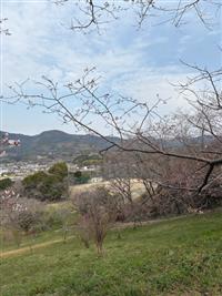 ひょうたん桜②