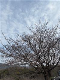 染井吉野①