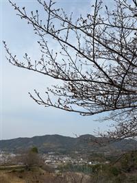 染井吉野②