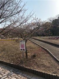 寒緋桜①