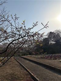 寒緋桜②