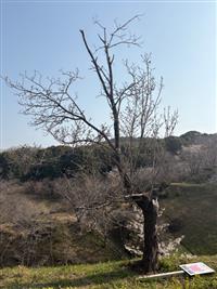 大島桜①