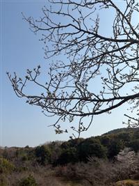 大島桜②